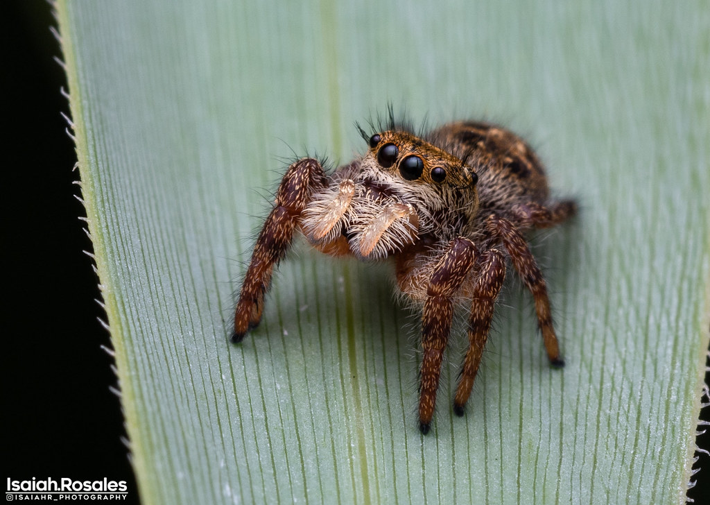 Bronze jumping spider Awhile ago out in the nature park I … Flickr