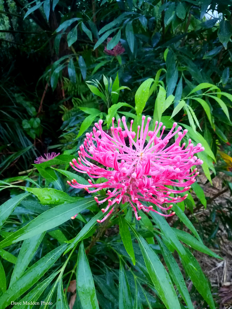 Alloxylon pinnatum Dorrigo Waratah Copyright All Rights… Flickr