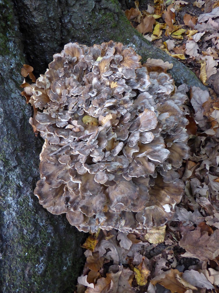 Henofthewoods Growing at the base of an oak tree Saturdaywalker Flickr