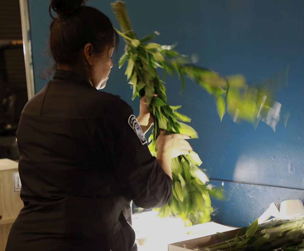 CBP Inspects Cut flowers Dulles International Airport Flickr