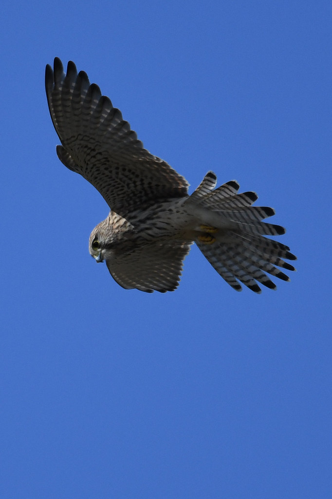 Kestrel (Falco tinnunculus) [order] Falconiformes [famil… Flickr