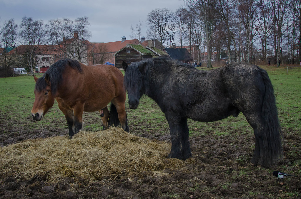 North Swedish horses "The North Swedish Horse (Nordsvensk … Flickr