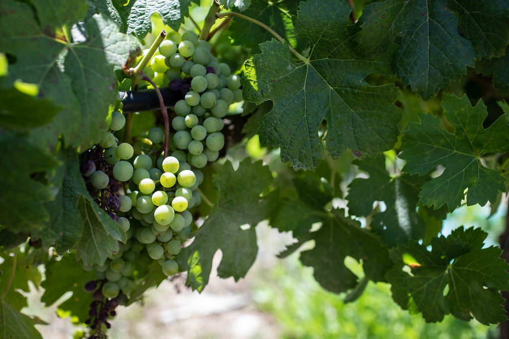 IMGL0791_fresh green grapes 2_Haim Yosef Fresh green grape… Flickr