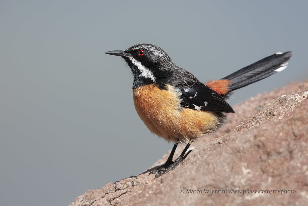 Drakensberg Rockjumper Drakensberg Rockjumper (Chaetops au… Flickr