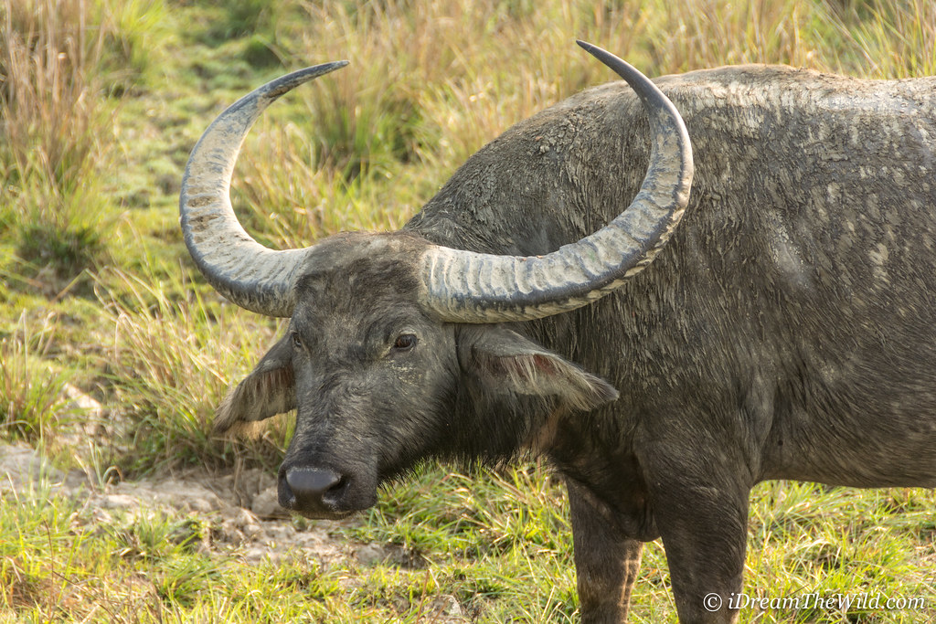 Indian Wild Water Buffalo Kaziranga National Park & Tiger … Flickr