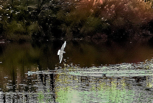 Wings over water Obviously a small detail but the bird sto… Flickr