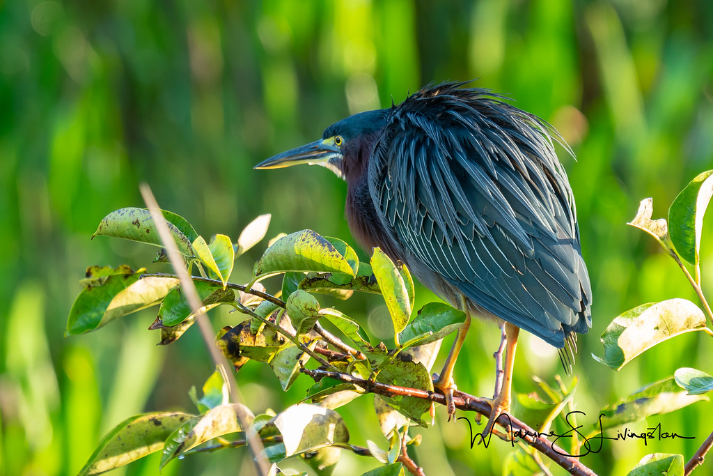 Green Heron Maxine Livingston Flickr