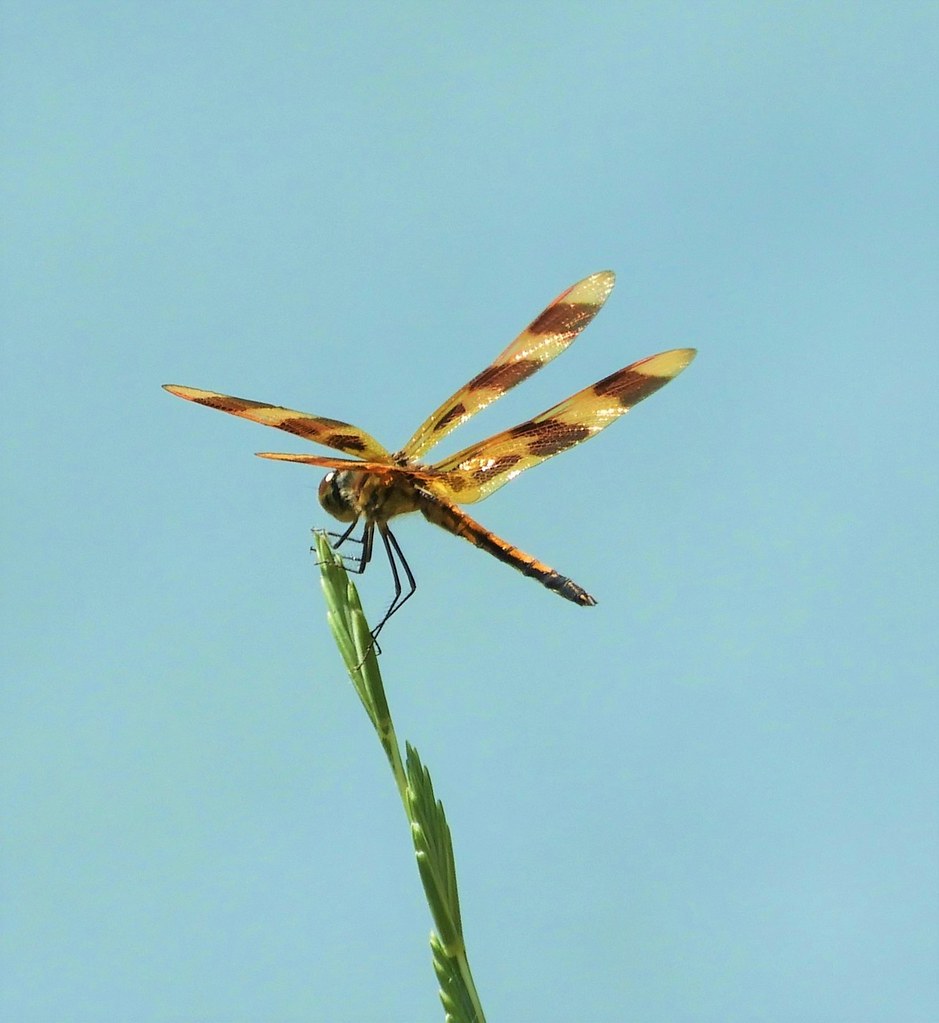 Halloween Pennant Dragonfly, a secondtolife dragonfly fo… Flickr
