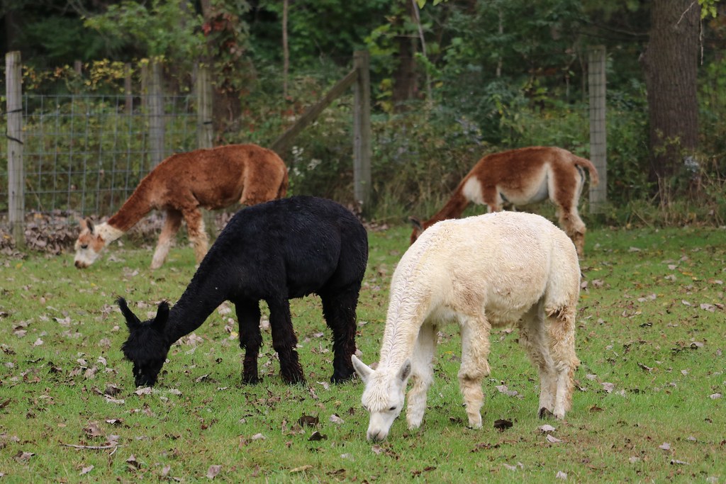 Alpaca Farm Days 2018 Waldron Grove Alpaca Farm Flickr