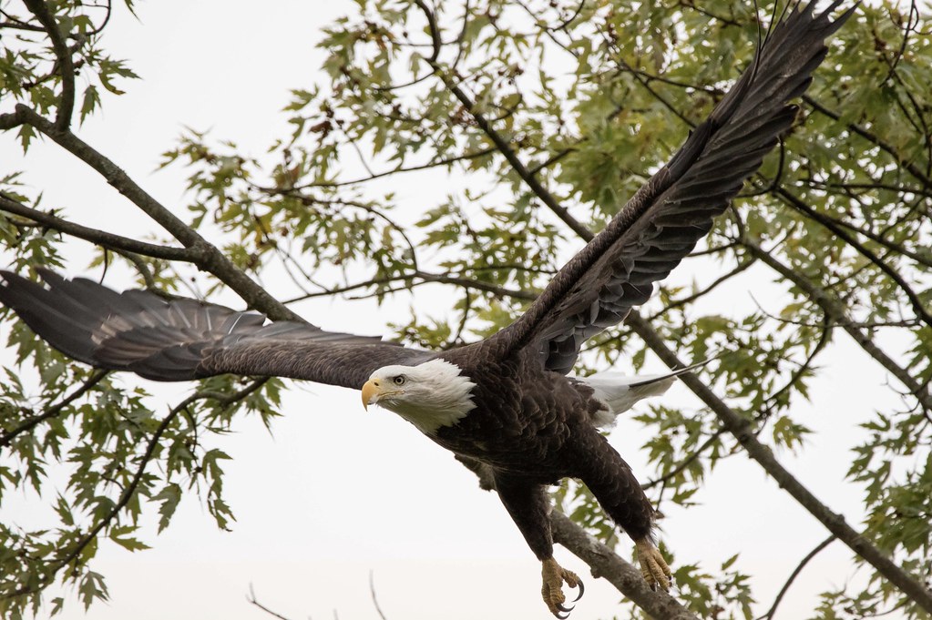 Female Bald Eagle. Upstate New York. Tomo Miyama Flickr