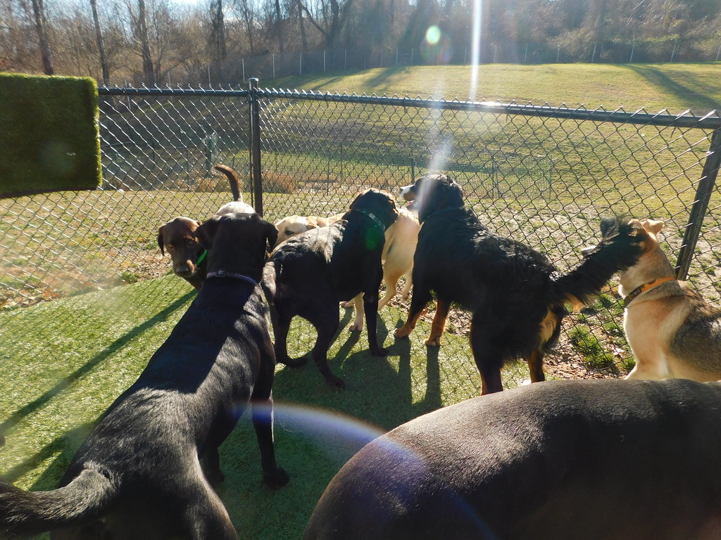 DSCN1521 Greenlin Lambs Gap Flickr