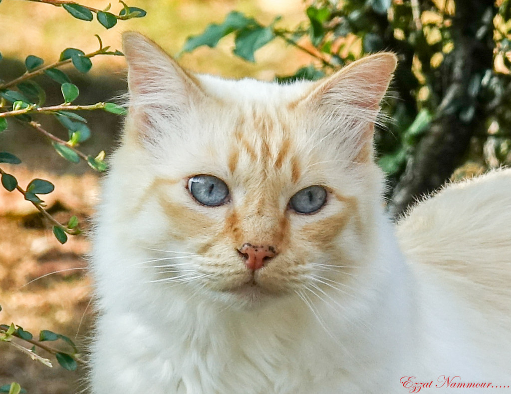 La chatte de ma voisine Douce et câline sans arrière pensé… Flickr