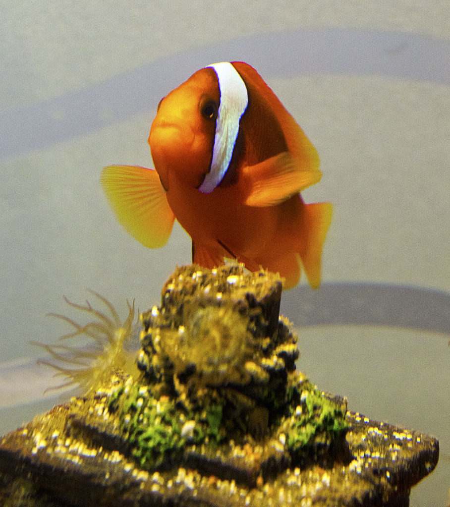 Team ECCO Aquarium and Shark Lab 29 Fish Team ECCO Aquariu… Flickr