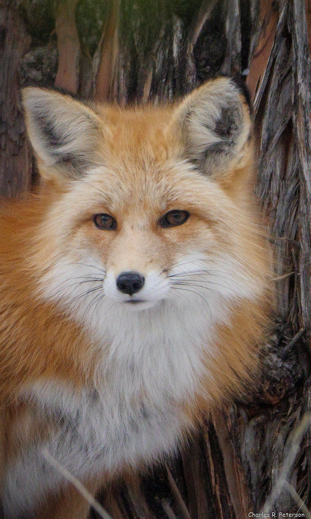 Captive Red Fox Zoo Idaho, Pocatello, Idaho. 1116 8 Decem… Flickr