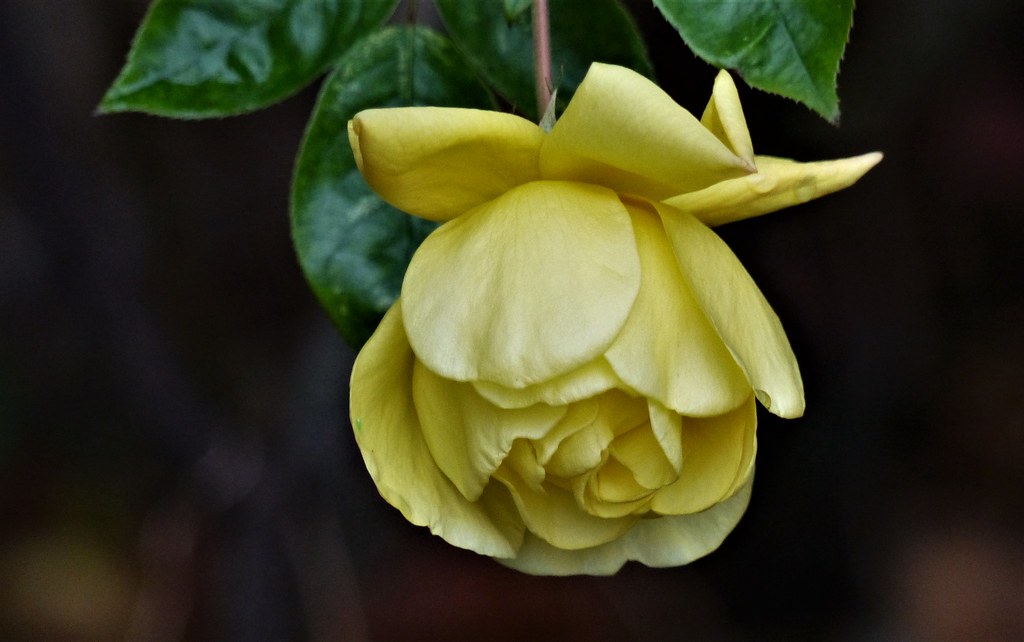 November Rose expat a Flickr