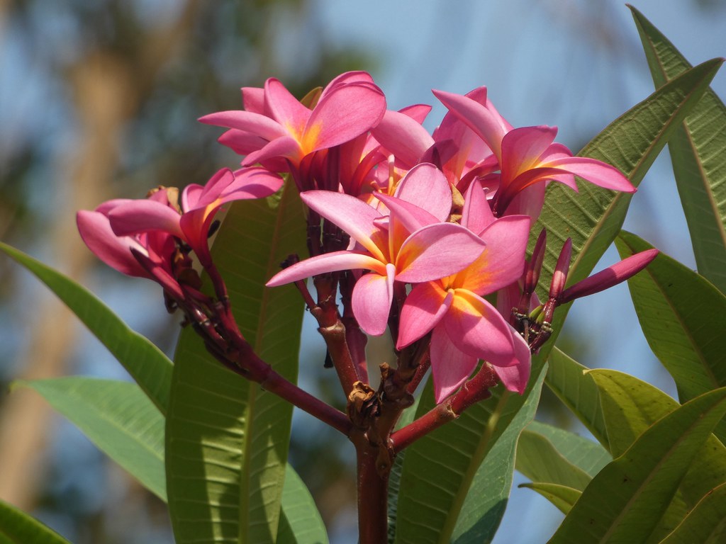 Pink frangipani Tanzania Zanzibar Stone Town Plumeria is a… Flickr