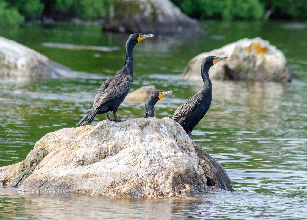 cormorant 6 Cormorants on Lake Vermillion in Minnesota. Christa R