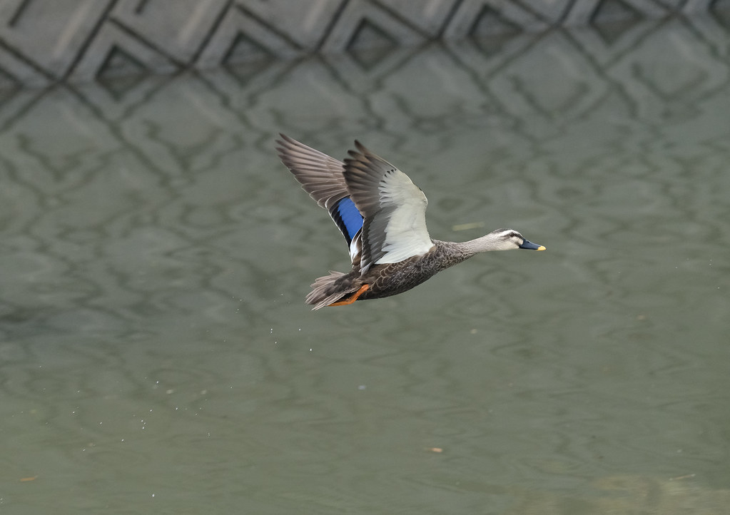 Bird peka meki Flickr