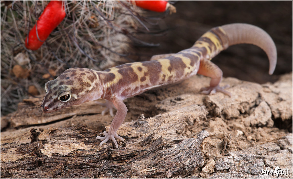 Tucson Banded Gecko (Coleonyx variegatus bogerti) a photo on Flickriver