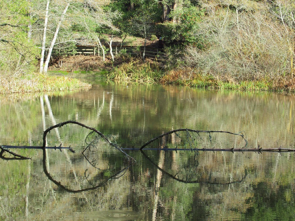 Tilden Nature Area_Jewel Lake_White Heron_20190111 078 (… Flickr