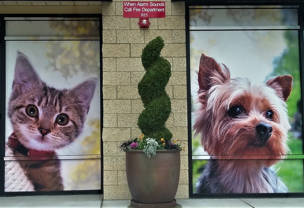 Pet Store at Safeway Shopping Center in Bothell, WA Flickr
