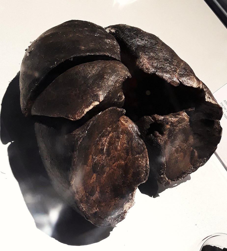 Cigarette Smoker's Lungs The plastinated lungs of a cigare… Flickr