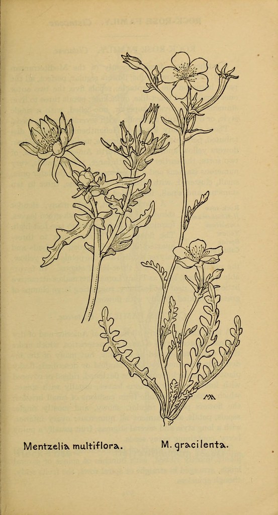 n372_w1150 Field book of western wild flowers /. New York … Flickr