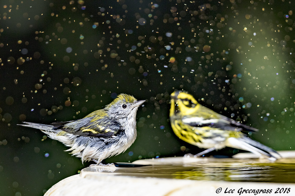 Warbler Bath House Ardenwood Historic Farm, Fremont, CA Lee