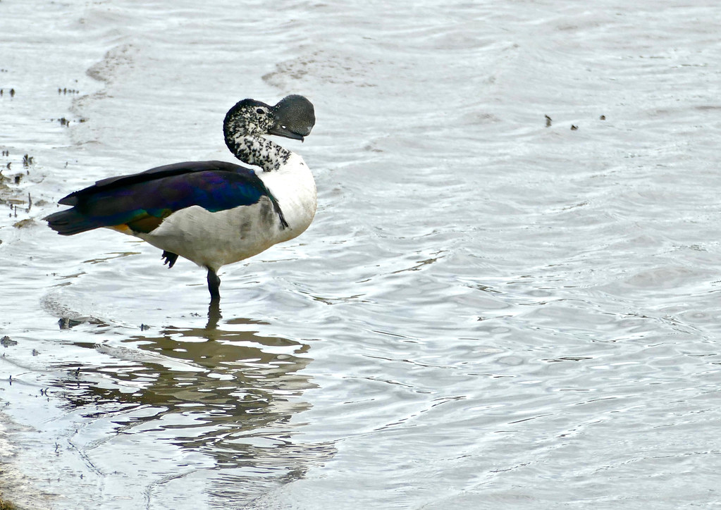Knobbilled Duck (Sarkidiornis melanotos) male Flickr