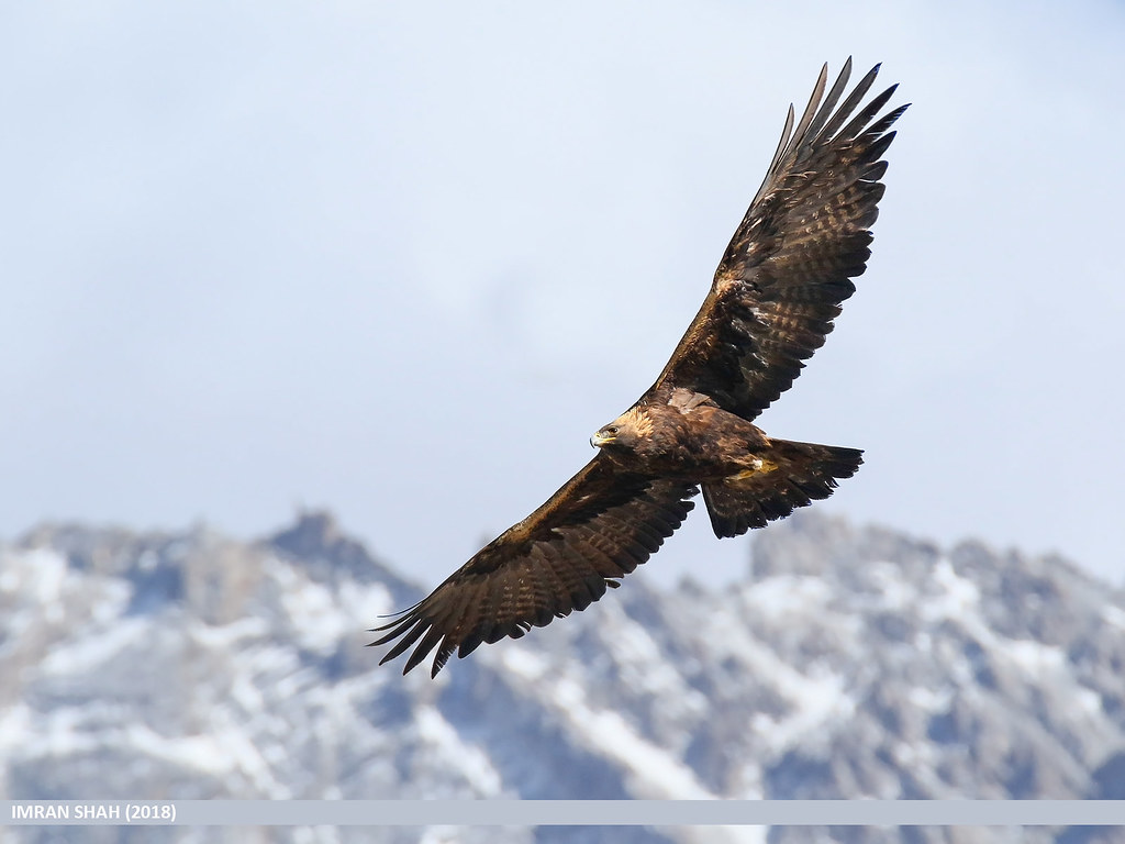 Golden Eagle (Aquila chrysaetos) Golden Eagle (Aquila chry… Flickr