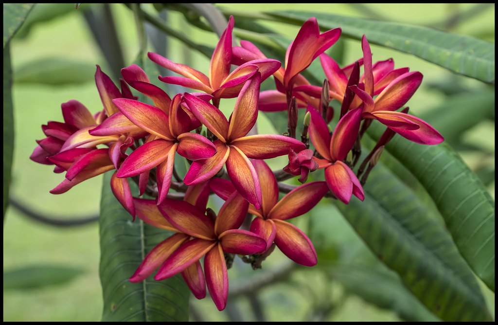 038 Singapore Frangipani= Singapore Frangipani Flower Flickr