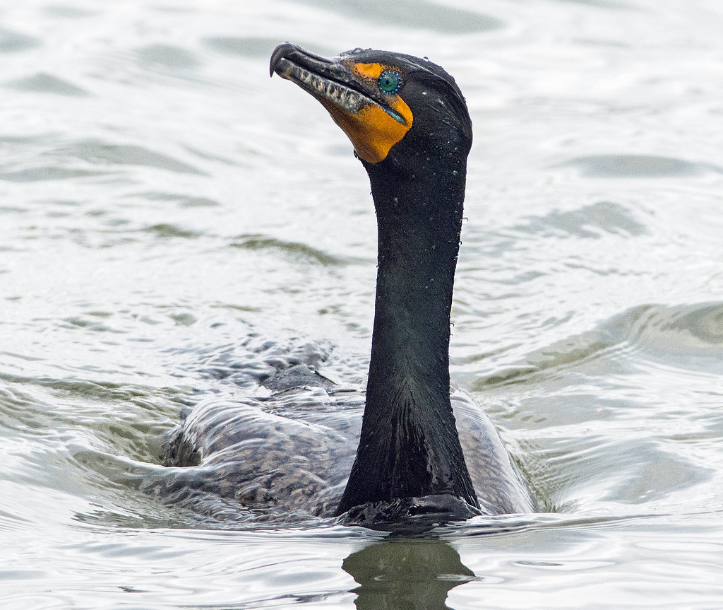 Doublecrested Cormorant (Phalacrocorax auritus) Virginia … Flickr