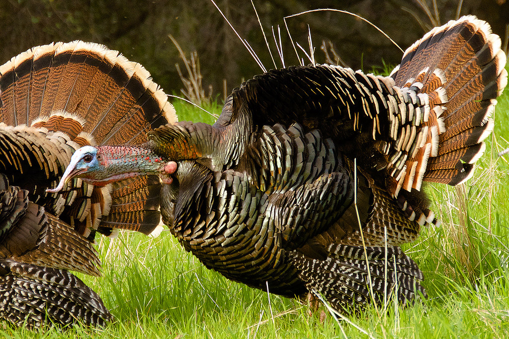 Wild Turkey Large flocks of wild turkeys are a common sigh… Flickr