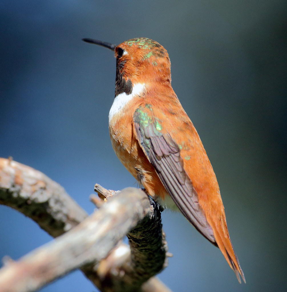 Rufous Hummingbird Male (Selasphorous rufus); Santa Fe