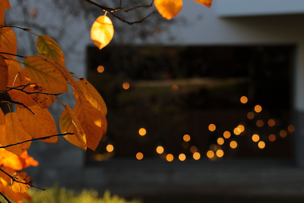 Autumn lights "Autumn lights" It could be a movie name b… Flickr