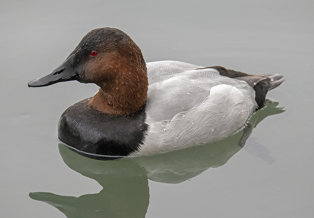 Canvasback male Hanging around near the Nature Area at Lak… Flickr