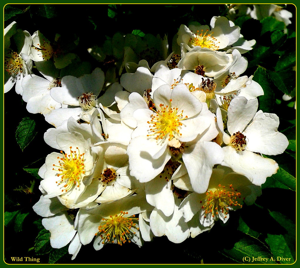 wild thing Wild Thing Wild roses perfume the neighborhood … Flickr