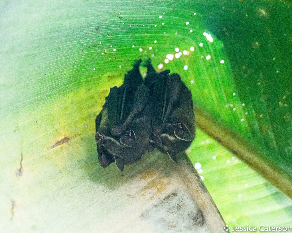 TentMaking Bats Taken in Manuel Antonio National Park, Co