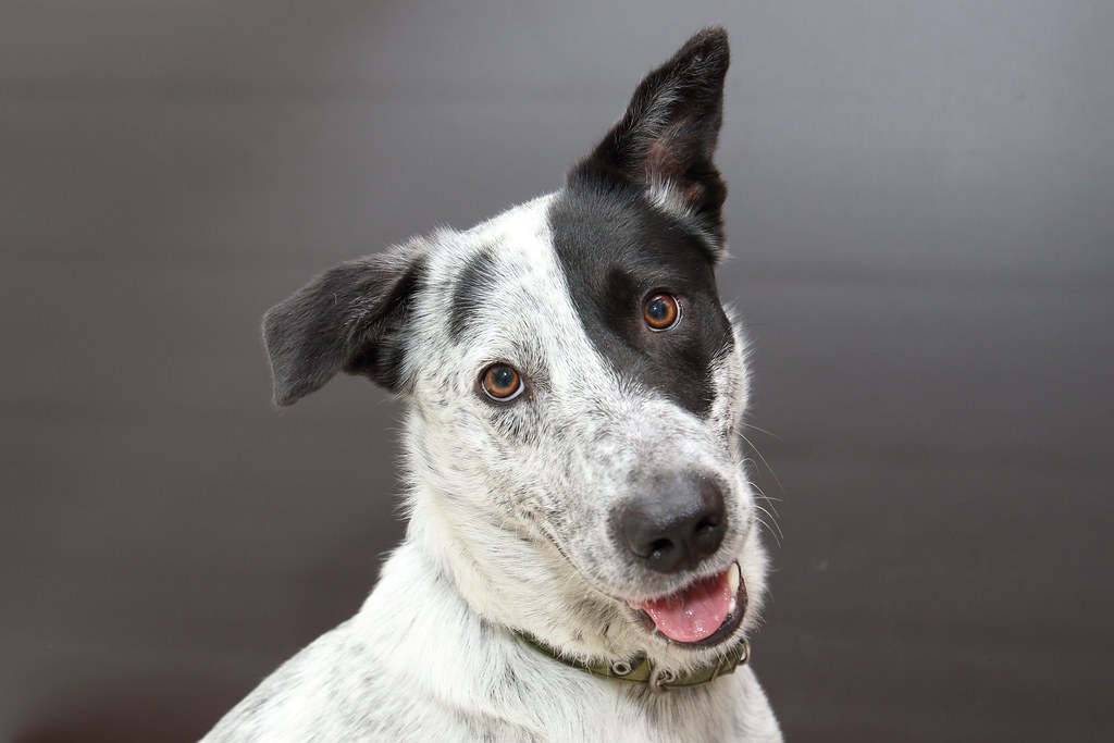 Black And White Australian Cattle Dog