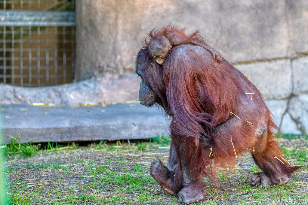 Norfolk Zoo Jan 18 201926 Ed Ellington Flickr