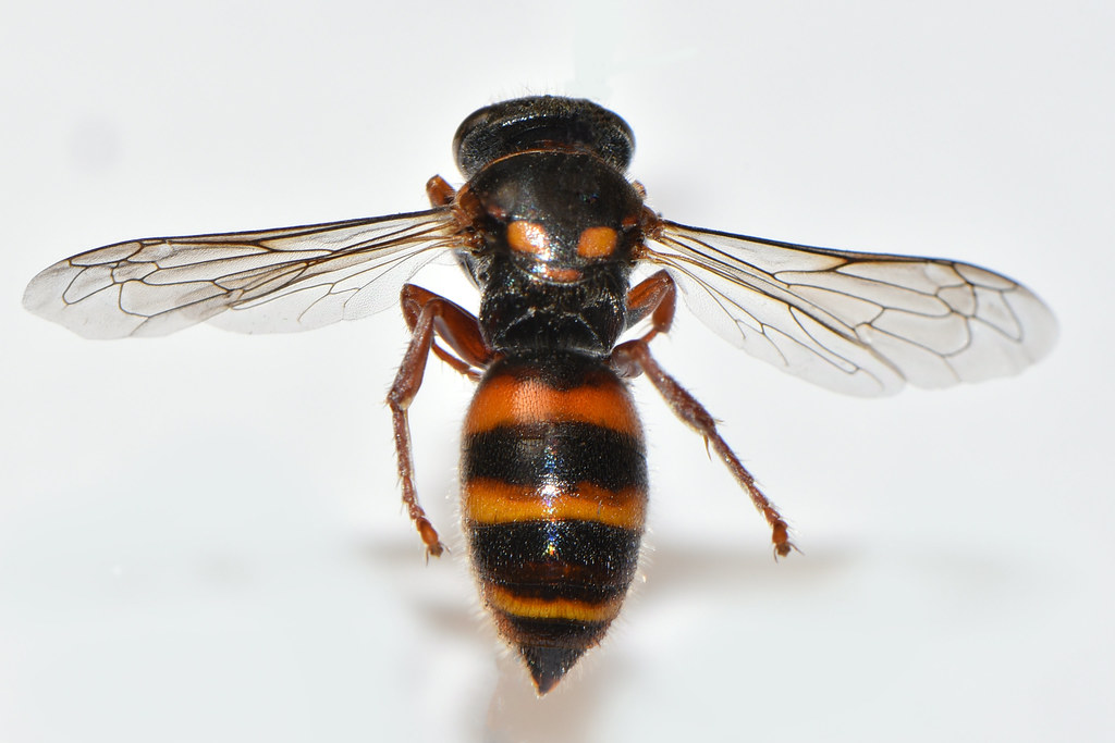Orange and Black Wasp This is a ground dwelling wasp and t… Flickr