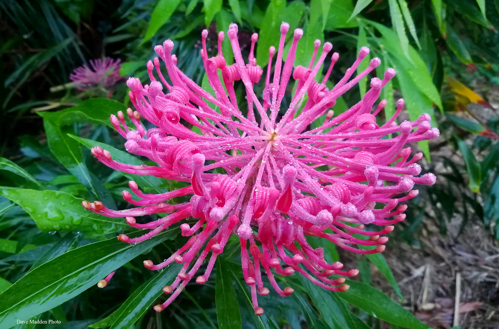 Alloxylon pinnatum Dorrigo Waratah Copyright All Rights… Flickr