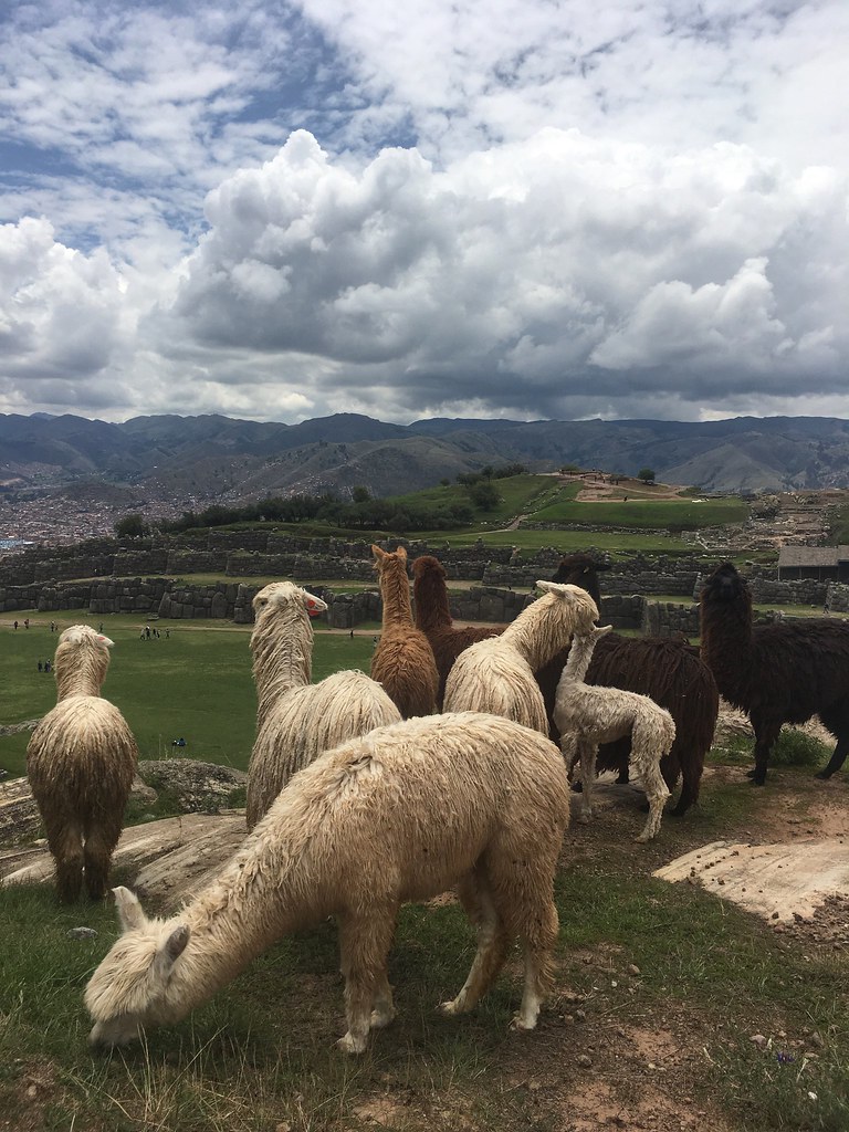 Alpacas en Sacsayhuamán Leticia Roncero Flickr