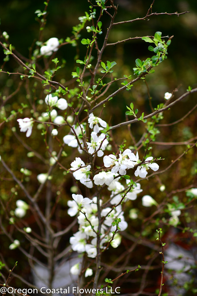 White Quince White Quince ZCallas & Oregon Coastal Flowers Flickr