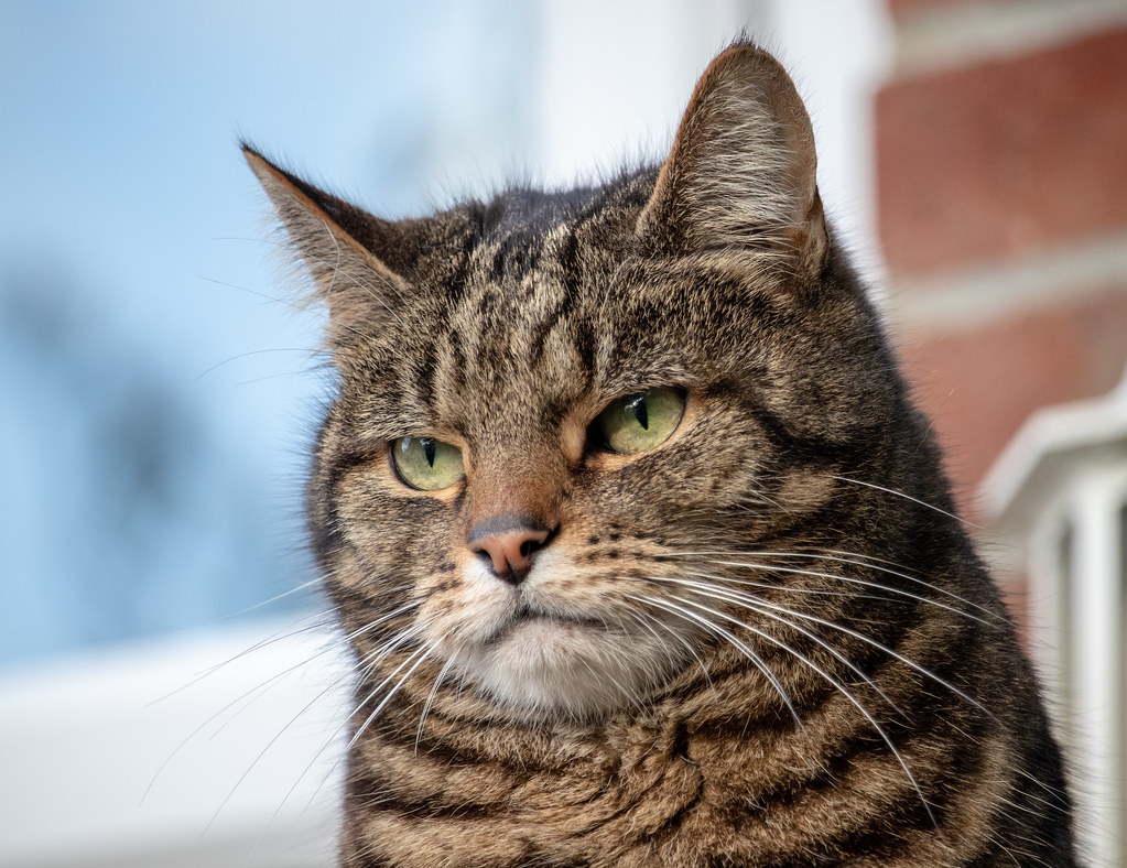 judgemental cat 2 Alex Flickr