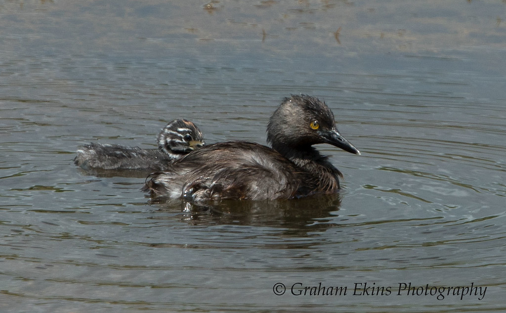 Least Grebe, Black River Great Morass, Old Harbour, Jamaic… Flickr