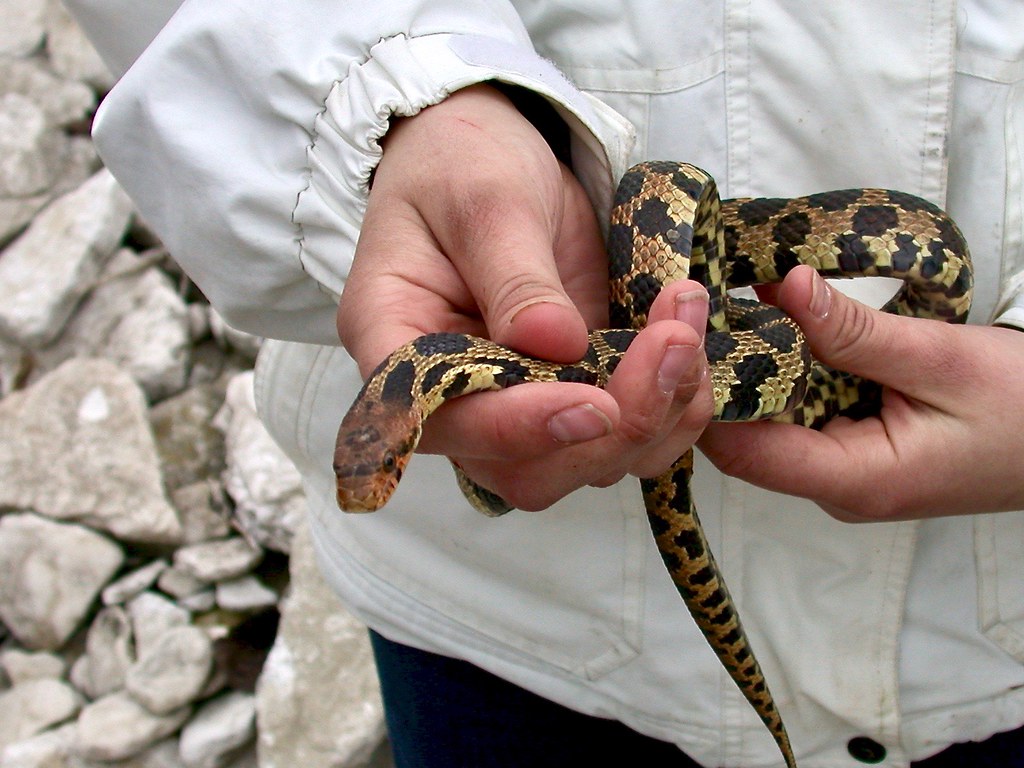 Eastern Fox Snake Pelee Island, May 2002 Jonathan Crowe Flickr