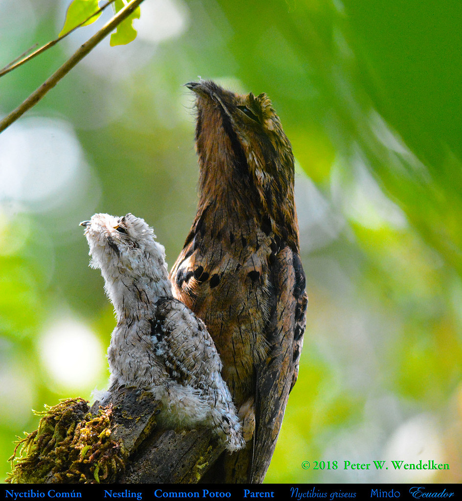 BABY POTOO - COMMON POTOO Nyctibius griseus Nestling and P… | Flickr