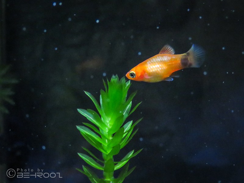 7 Interesting Flame Tetra Tank Mates Ideas For A Community Tank