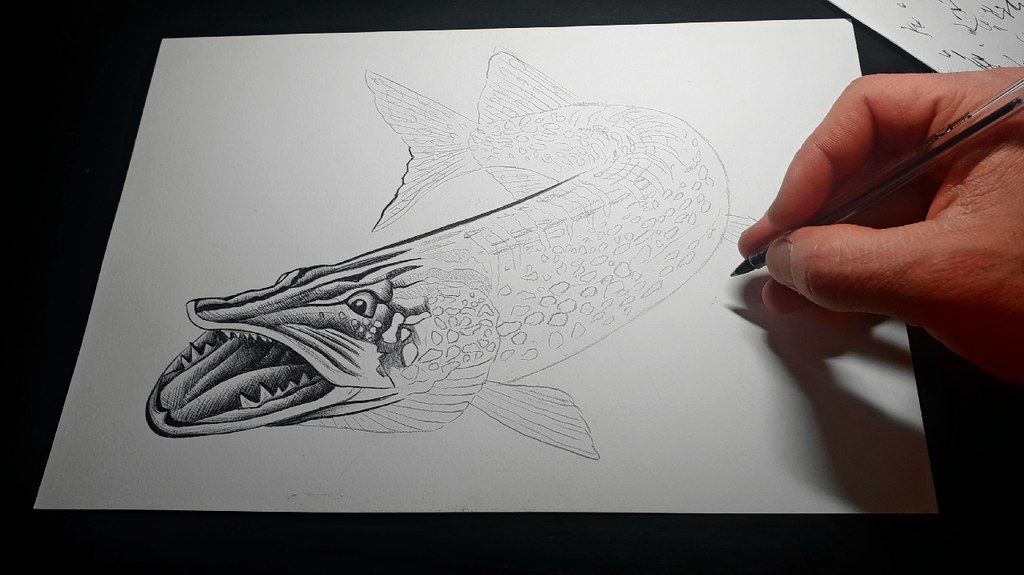 Pike Study (ballpoint pen art) Brochet Etude (dessin au … Flickr